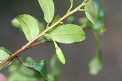 Erythroxylum lanceolatum
